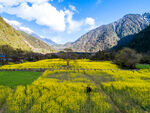 山间油菜花海美景