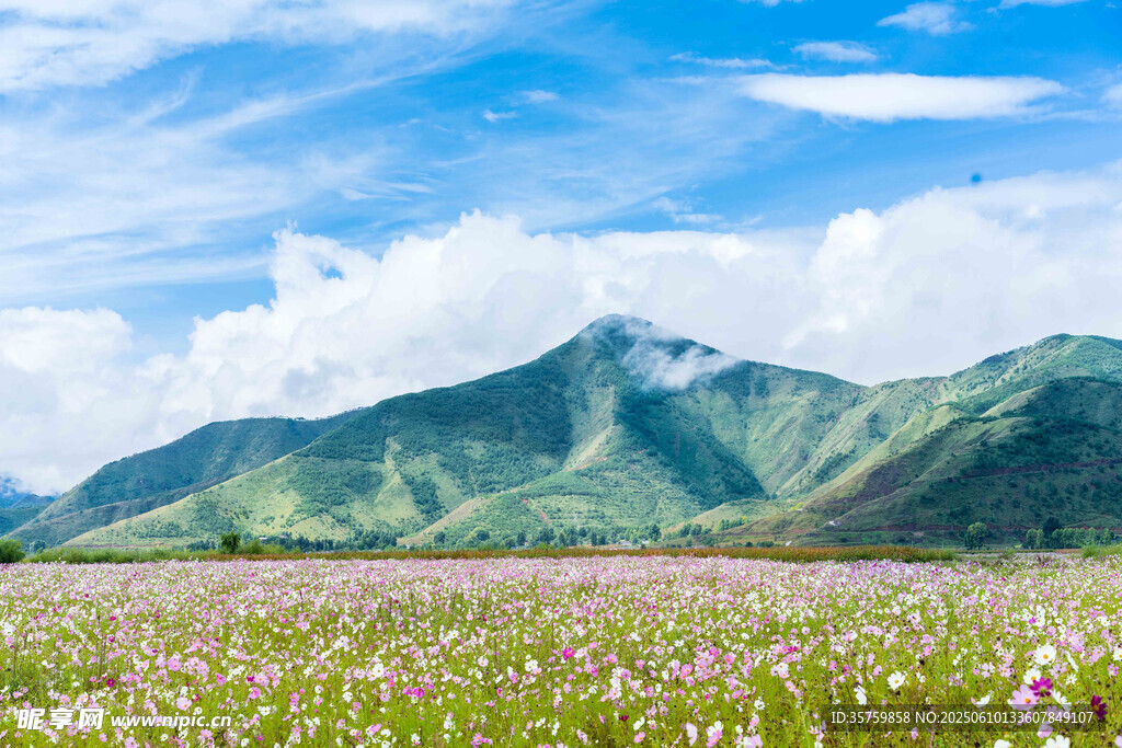 花海映青山美景如画