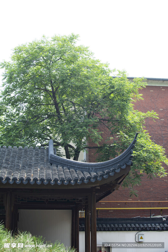 中式屋檐旁的葱郁绿树