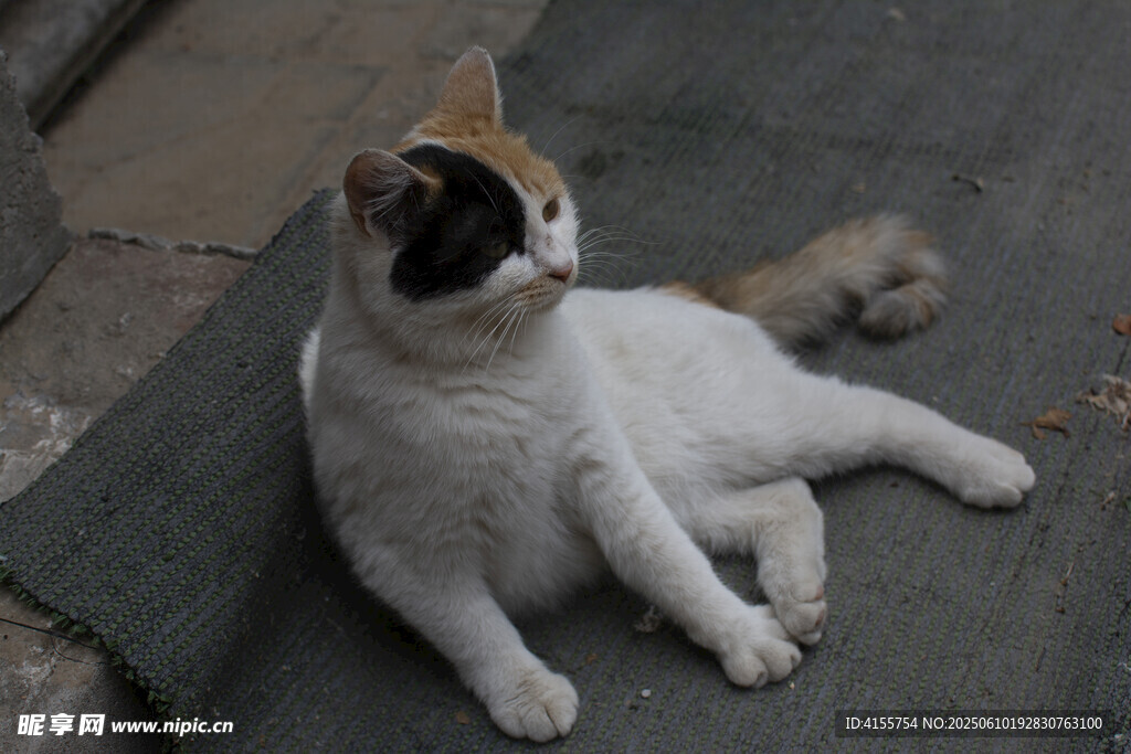 悠闲猫咪惬意躺地