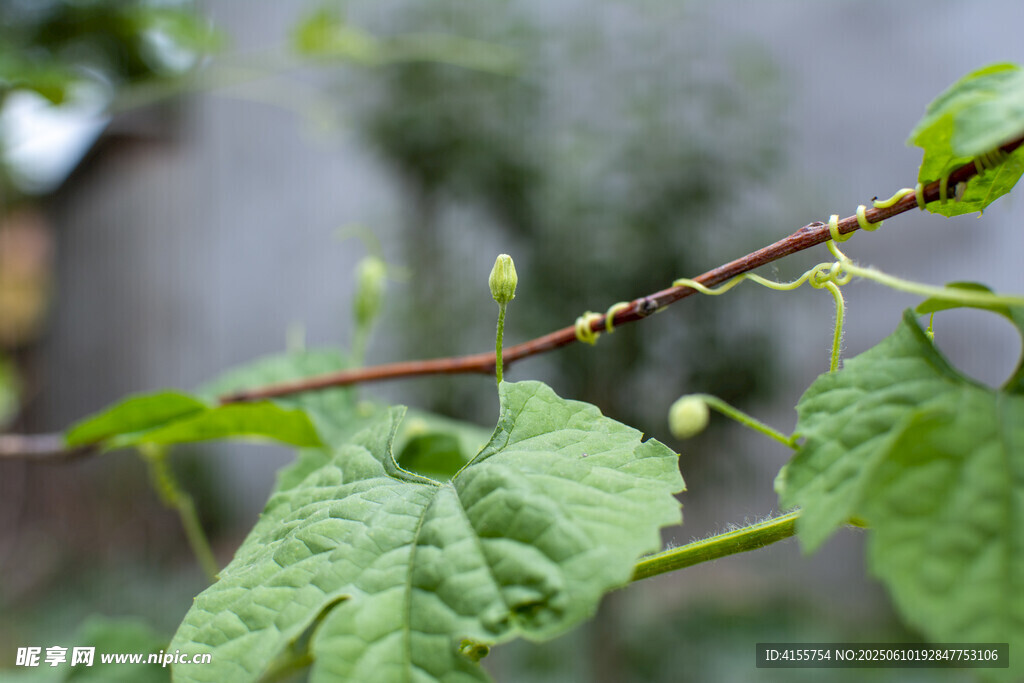 嫩绿黄瓜秧枝叶与待放花蕾