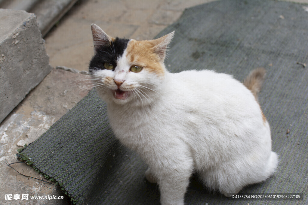 张嘴的三色猫咪