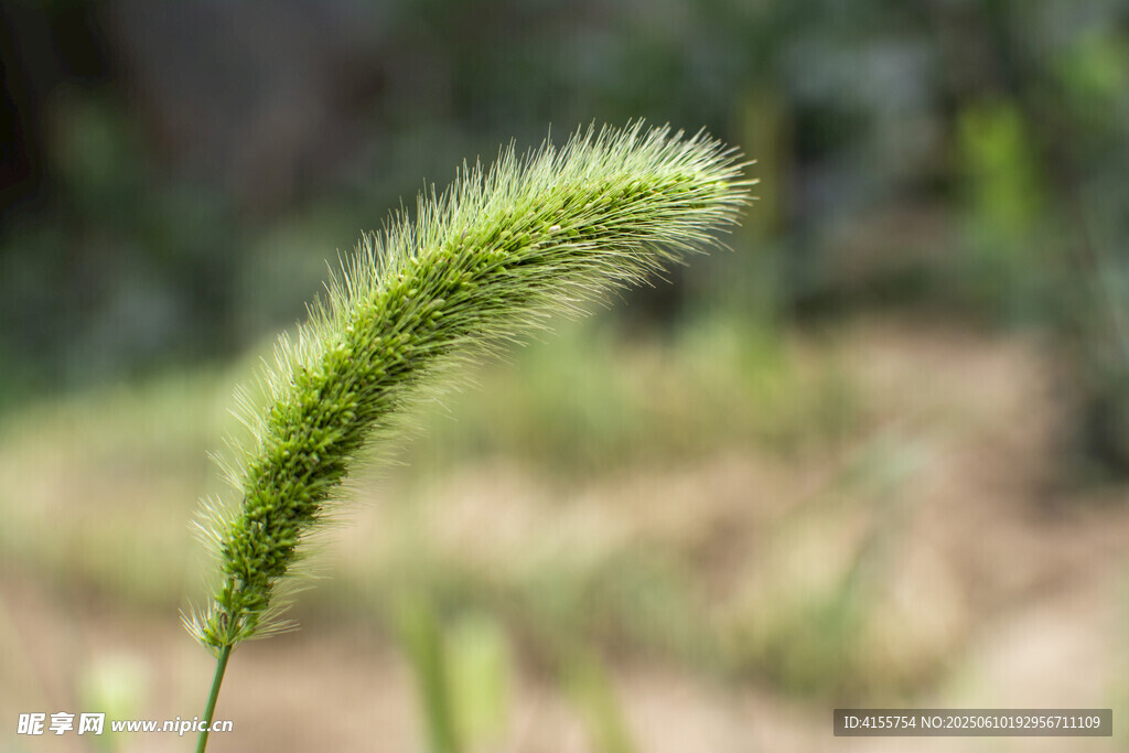 一株翠绿狗尾草特写