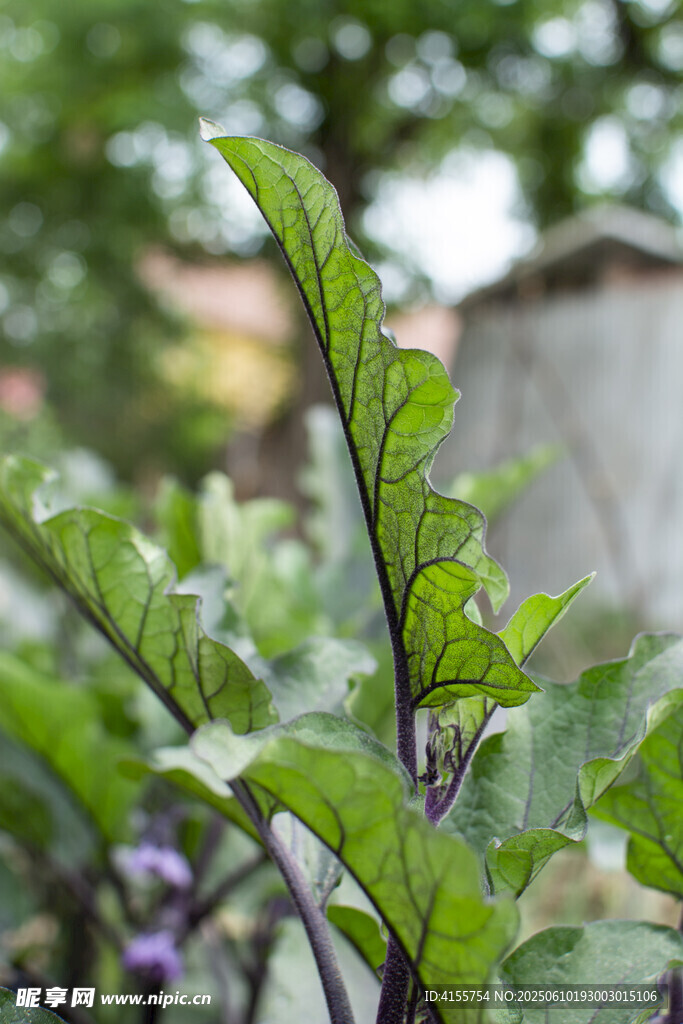 茄子植株特写