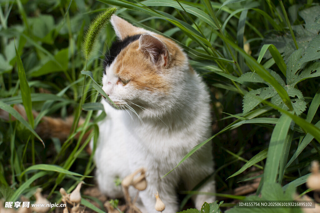 草丛中的三色猫咪