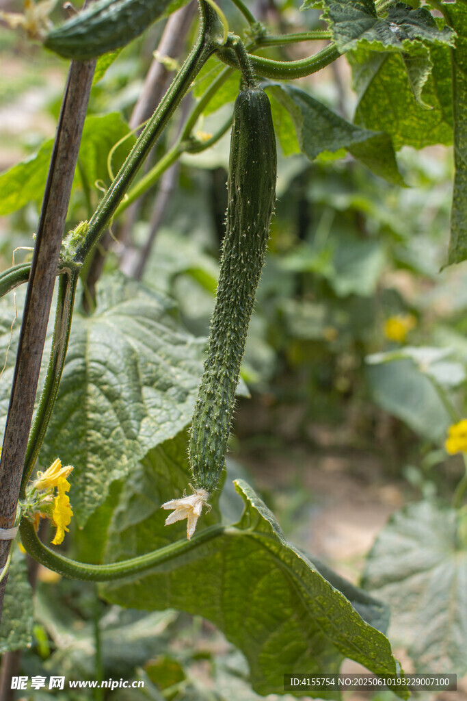 田间生长的鲜嫩黄瓜植株