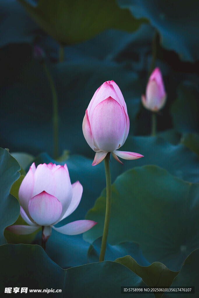 3朵荷花