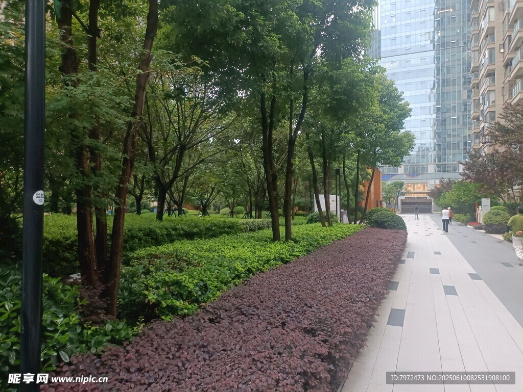 城市林荫步道景观