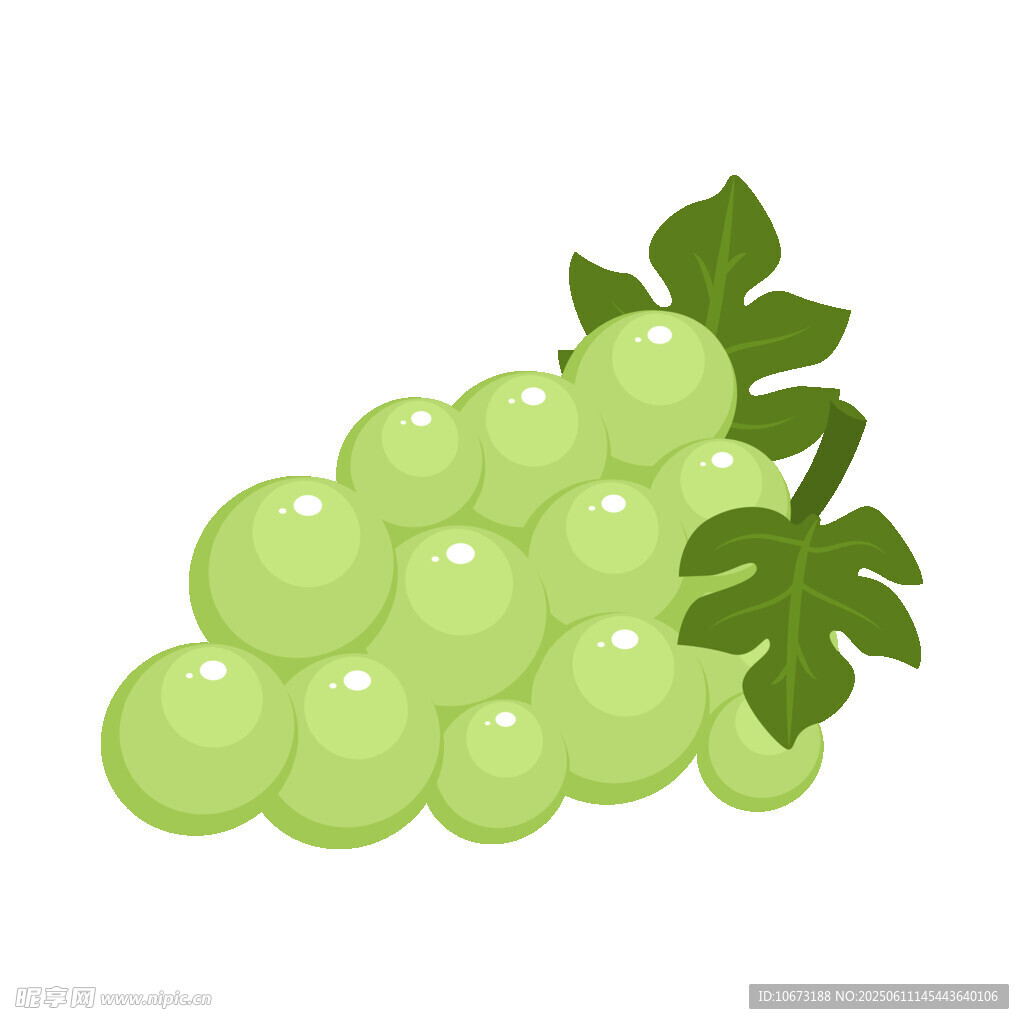 青葡萄插画