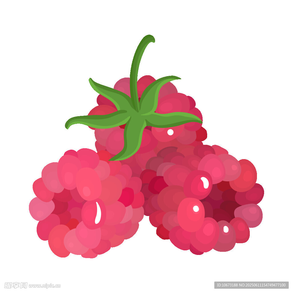 三颗鲜艳树莓插画