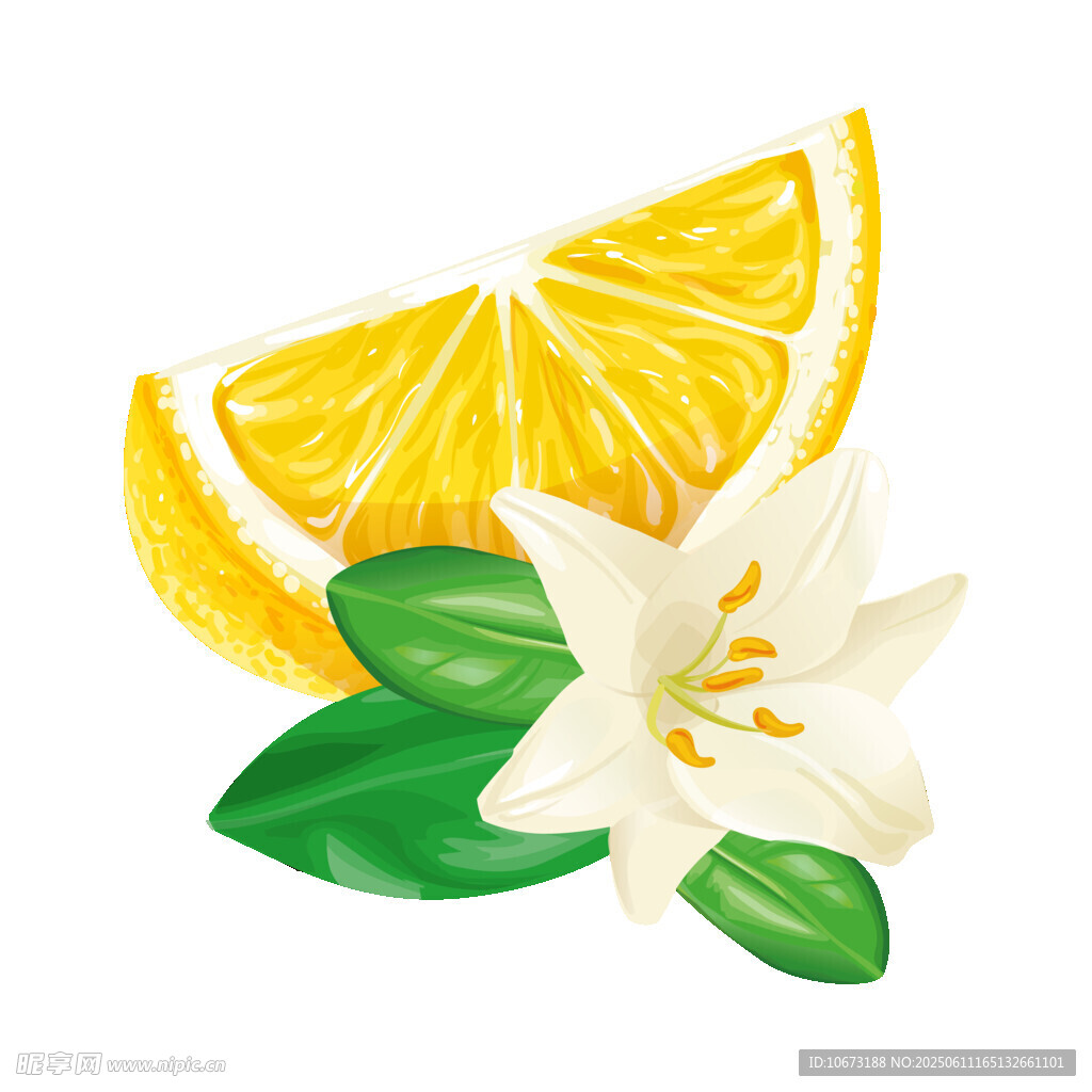 柠檬与白花插画