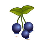 三颗饱满蓝莓插画