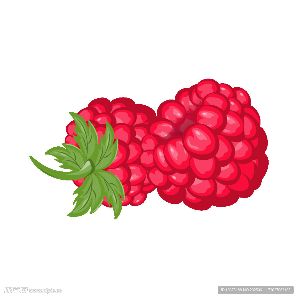 新鲜树莓插画
