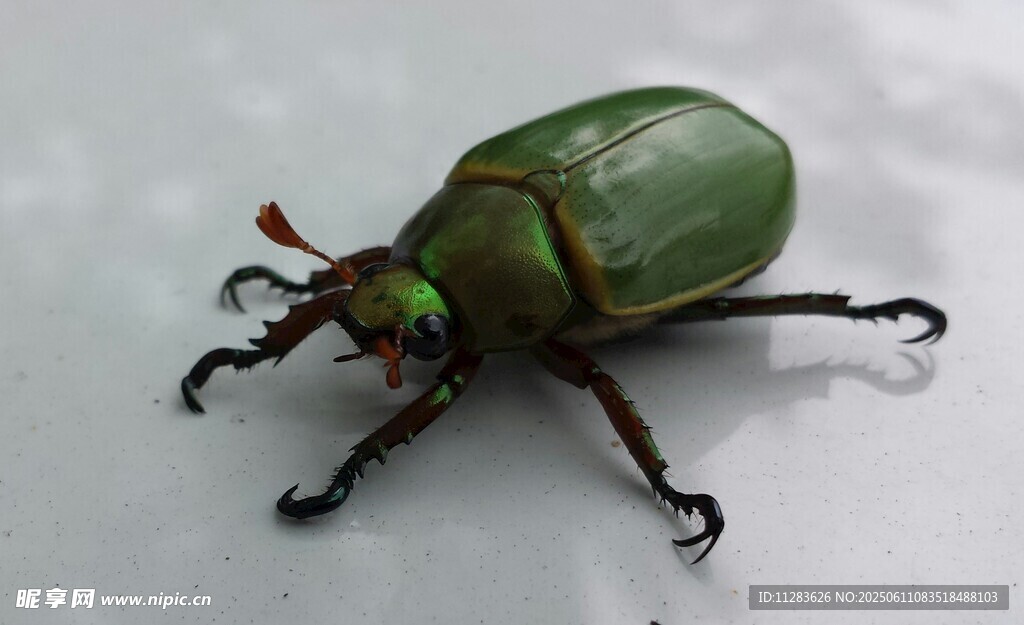 绿色甲虫特写