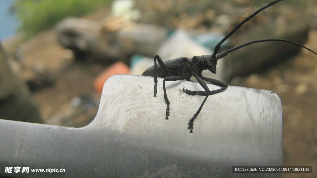 黑色长翅昆虫停在物体上