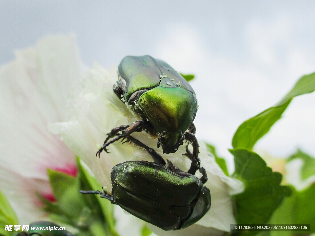 绿甲虫栖息于白花之上