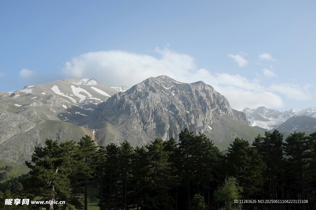 雪山松林美景