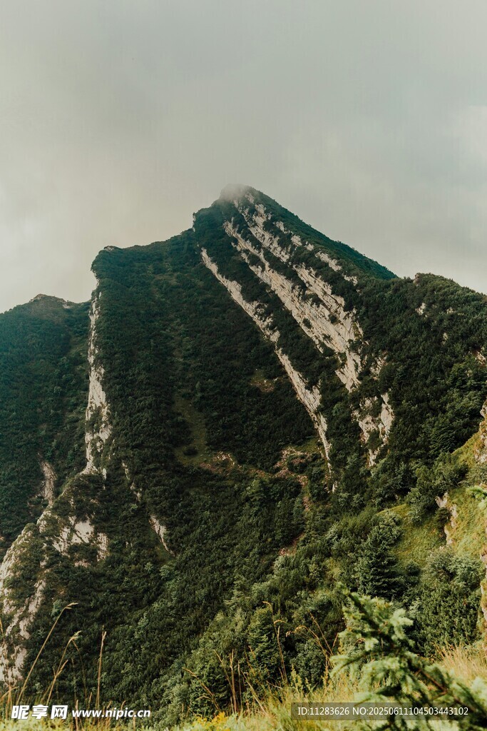巍峨青山绿意浓