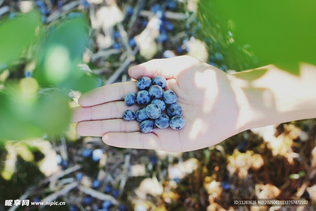 手捧蓝莓鲜果