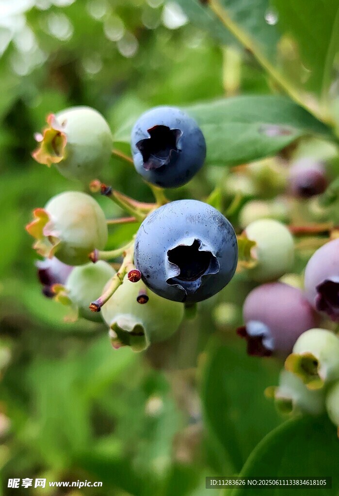 饱满蓝莓挂枝头