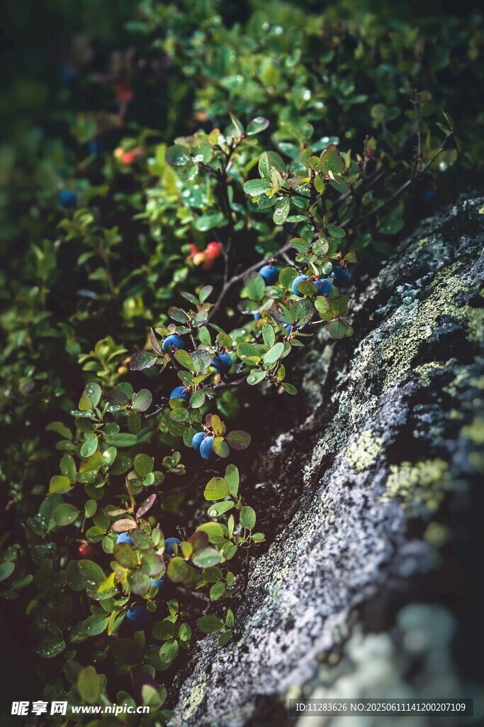 岩石旁的多彩植物景观