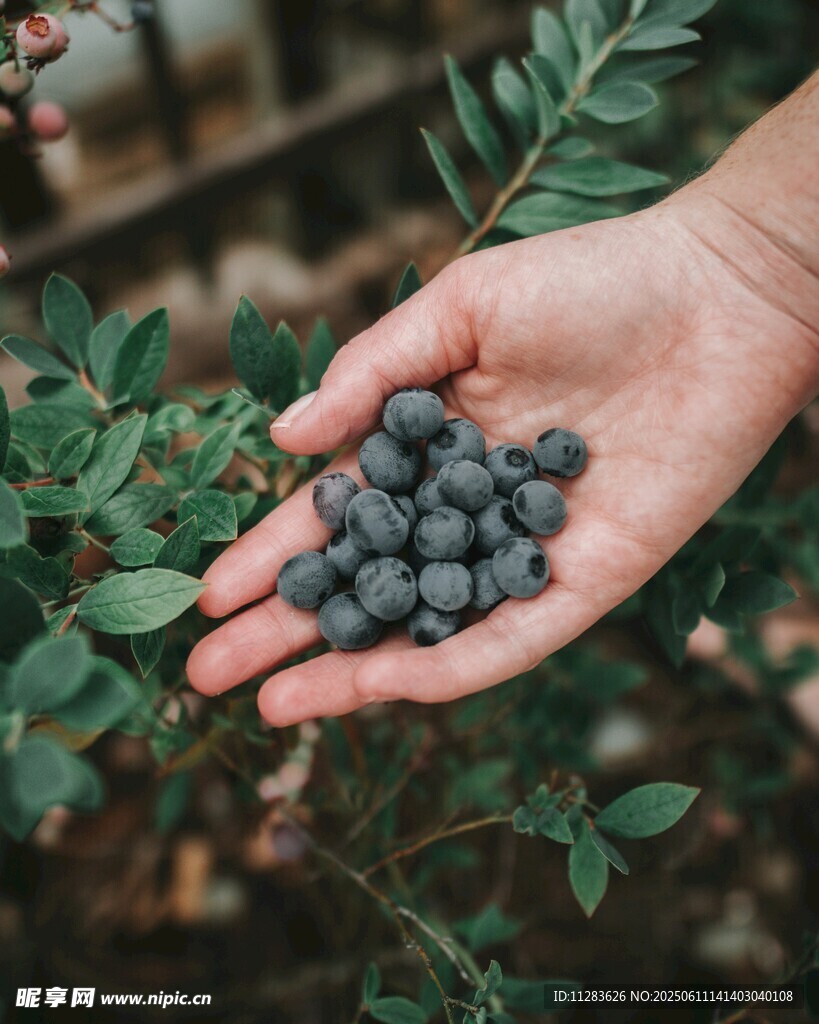 手捧新鲜蓝莓于绿植间