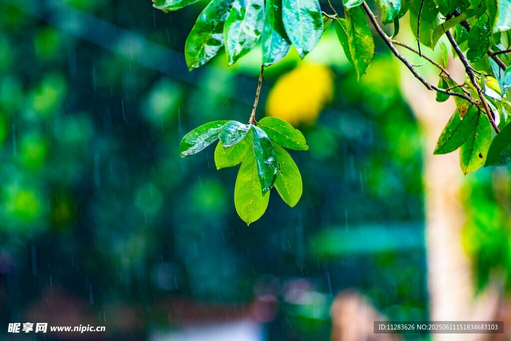 雨后翠绿树叶特写