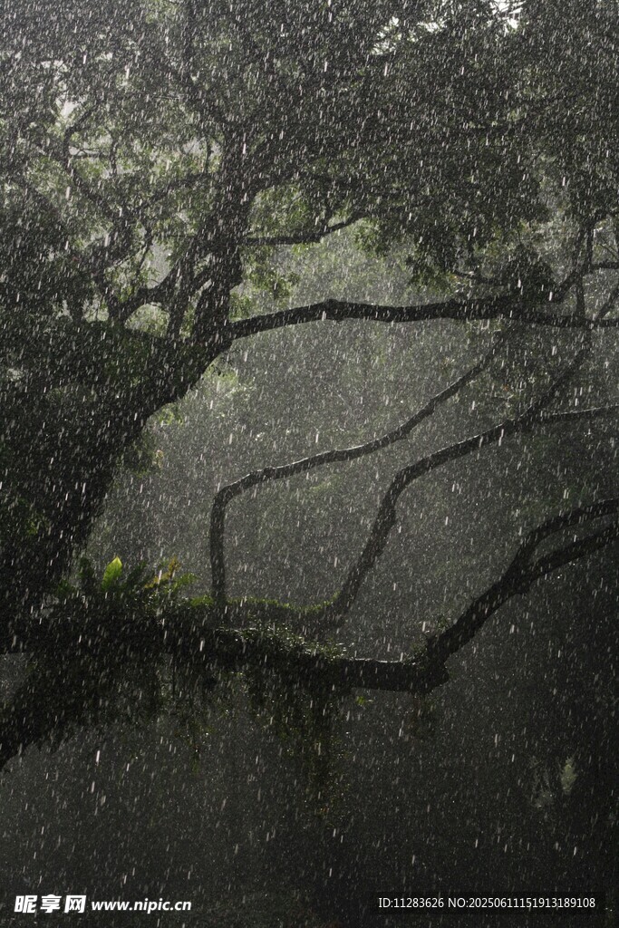 雨中树枝