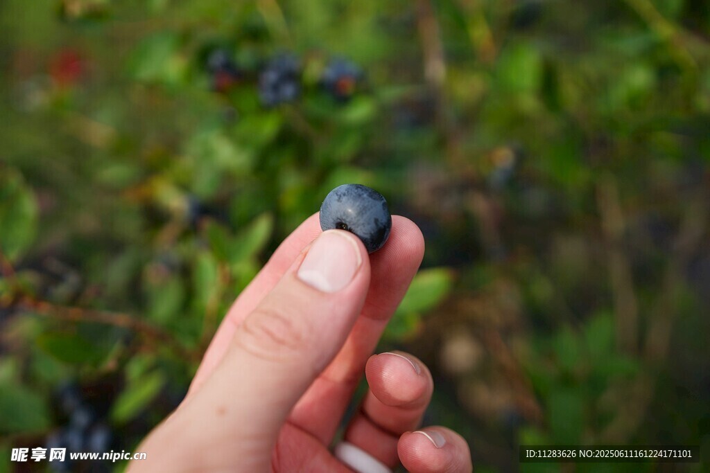 手摘饱满蓝莓