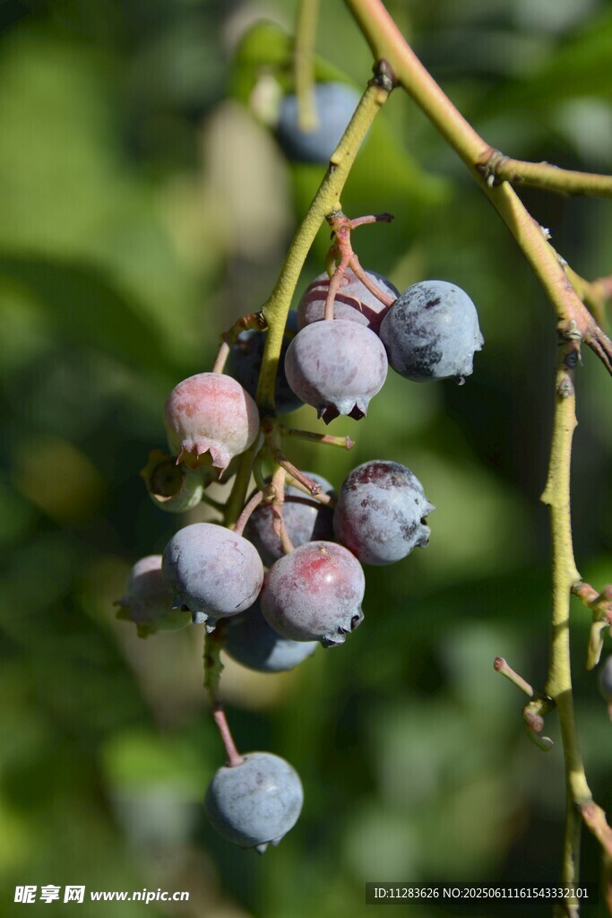 枝头饱满的成熟蓝莓
