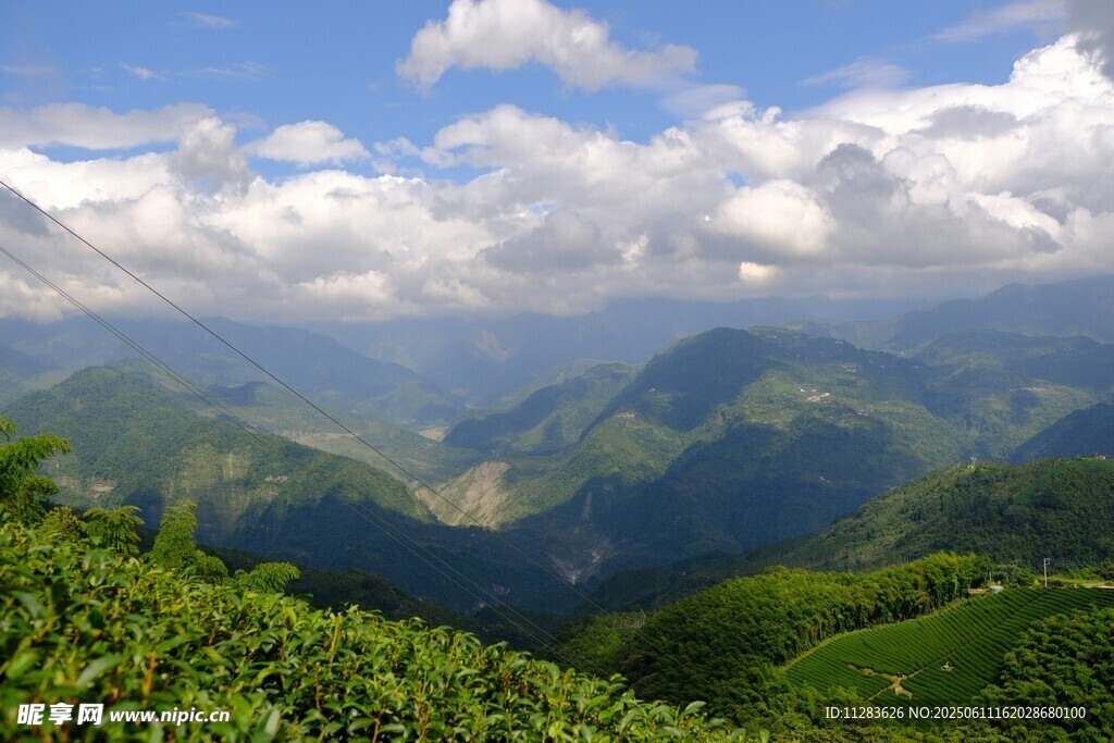 青山云海间的翠绿茶园