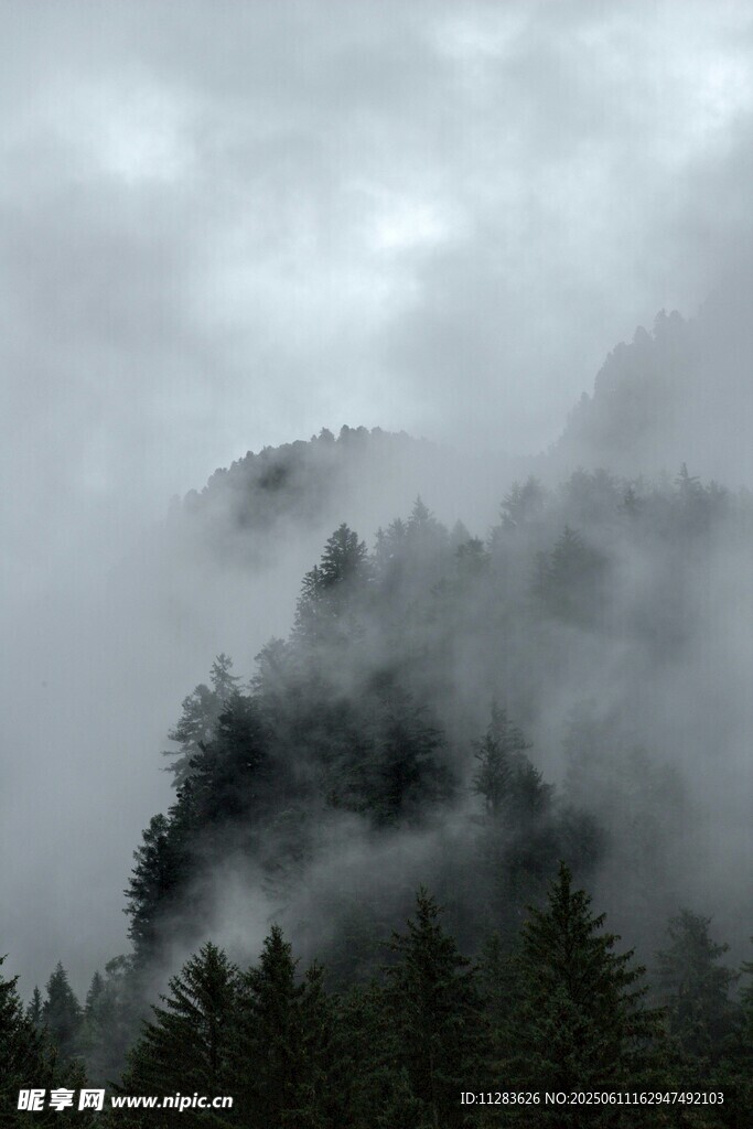 云雾缭绕的山林美景
