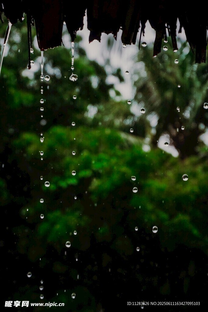 雨天植物上滴落的水珠