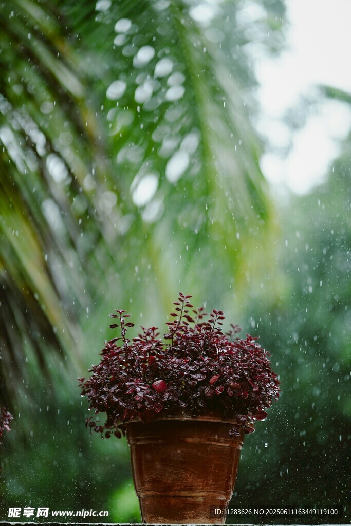 雨中植物
