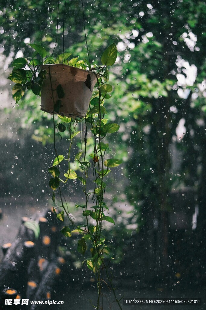 雨中树叶