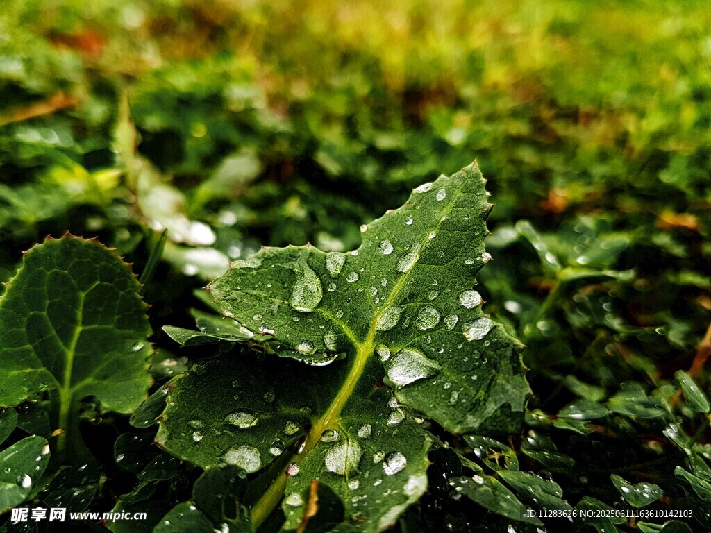 绿叶上晶莹的雨滴