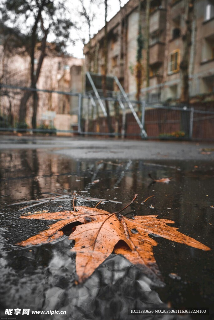 雨后落叶映建筑景象