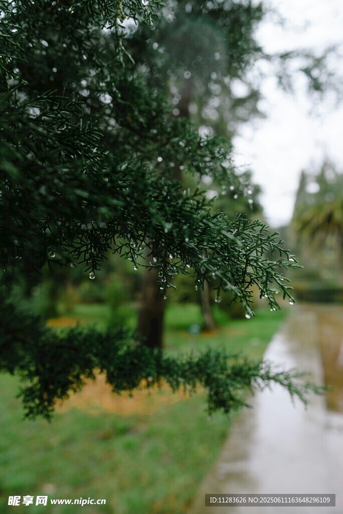 雨天树叶上的水珠