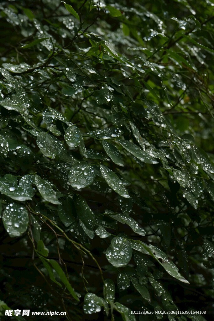 绿叶上晶莹的雨滴