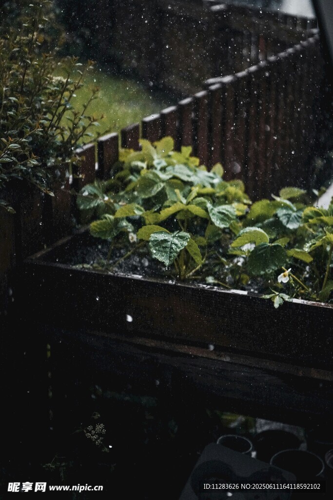 庭院绿植与木质围栏景观