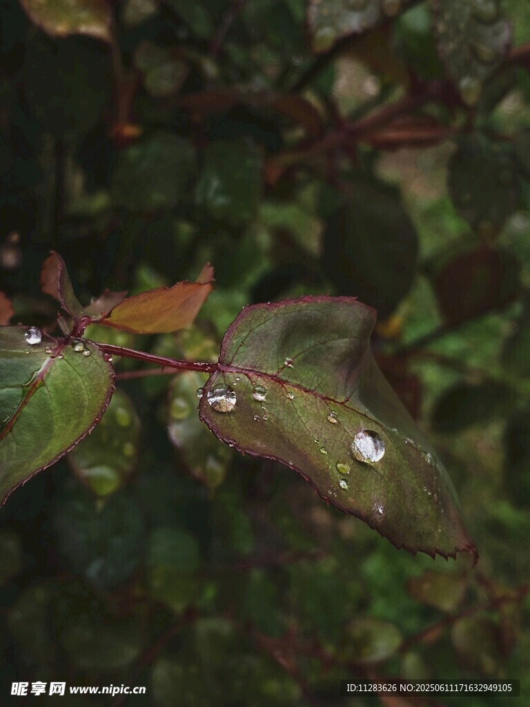 叶片上的晶莹水珠