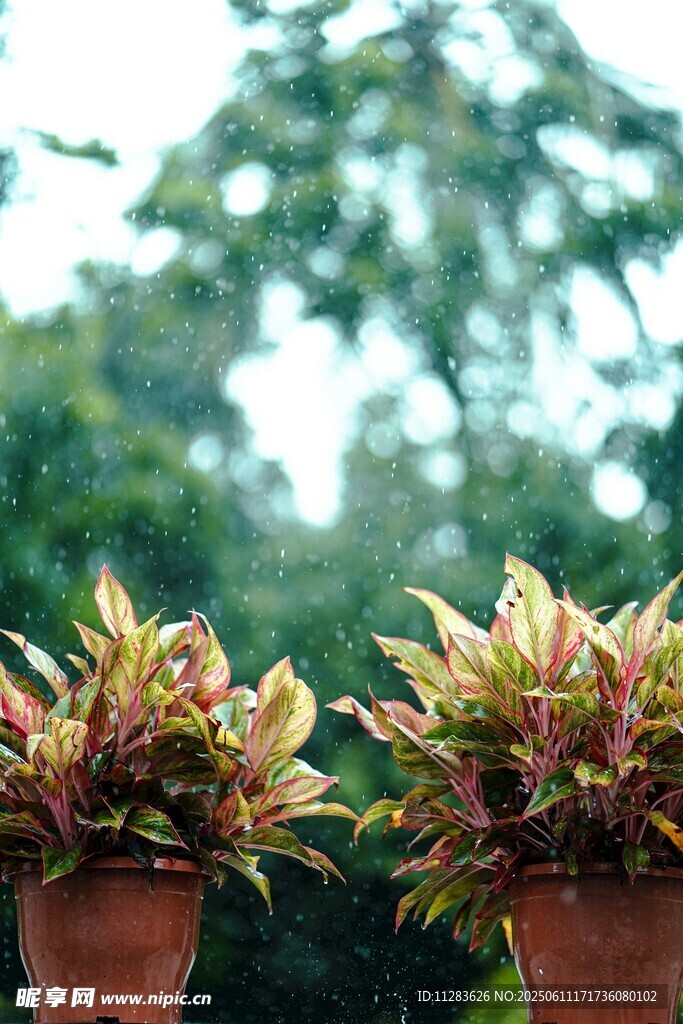 雨中植物