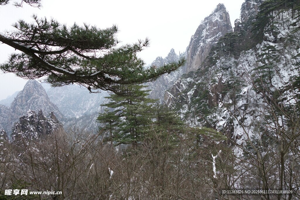 雪覆山峦间的苍松美景