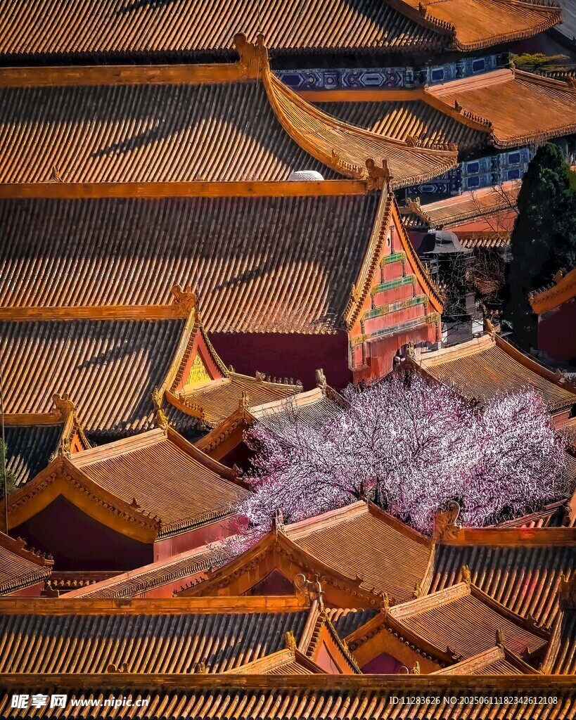 故宫古建筑群中的烂漫繁花