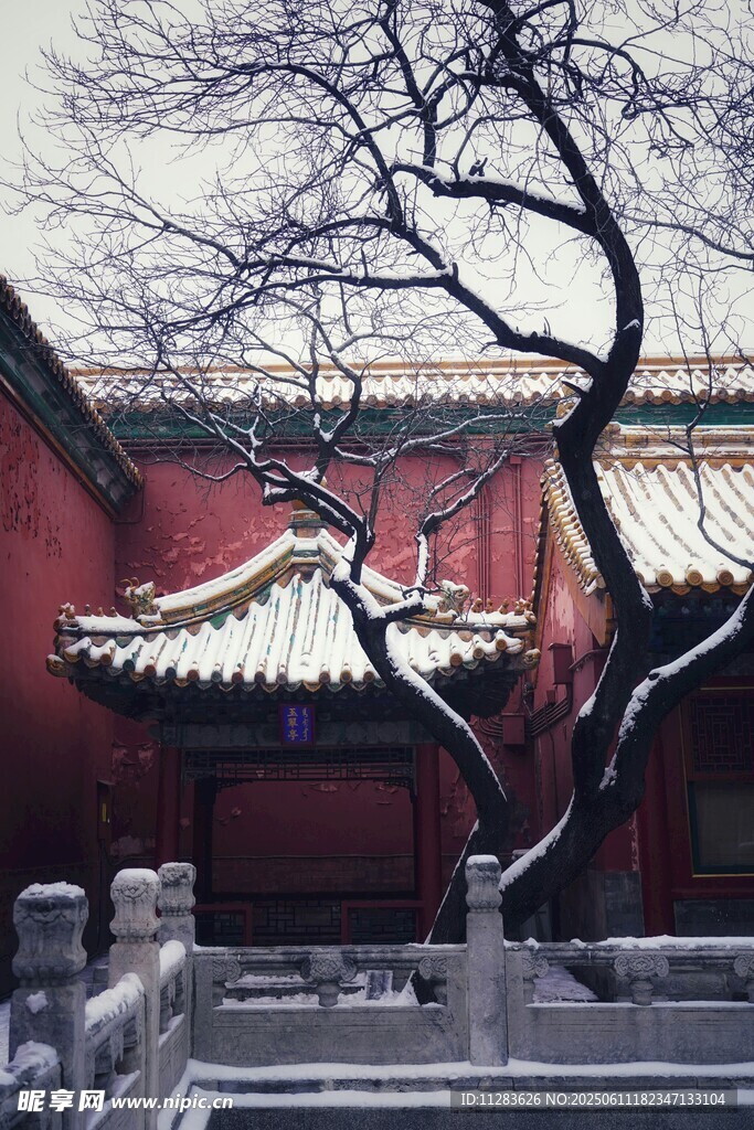 红墙古建旁的虬枝老树