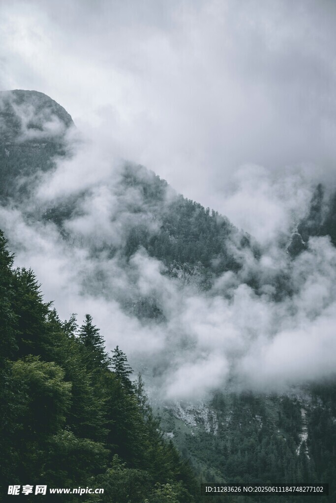 云雾缭绕的山林美景