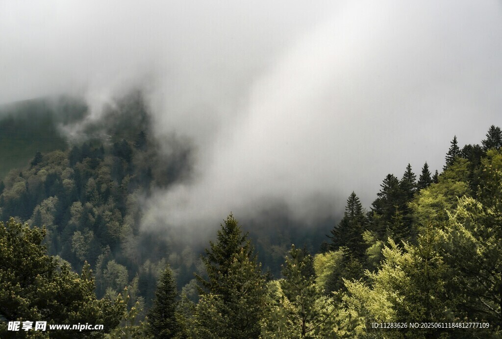 云雾缭绕的山林美景