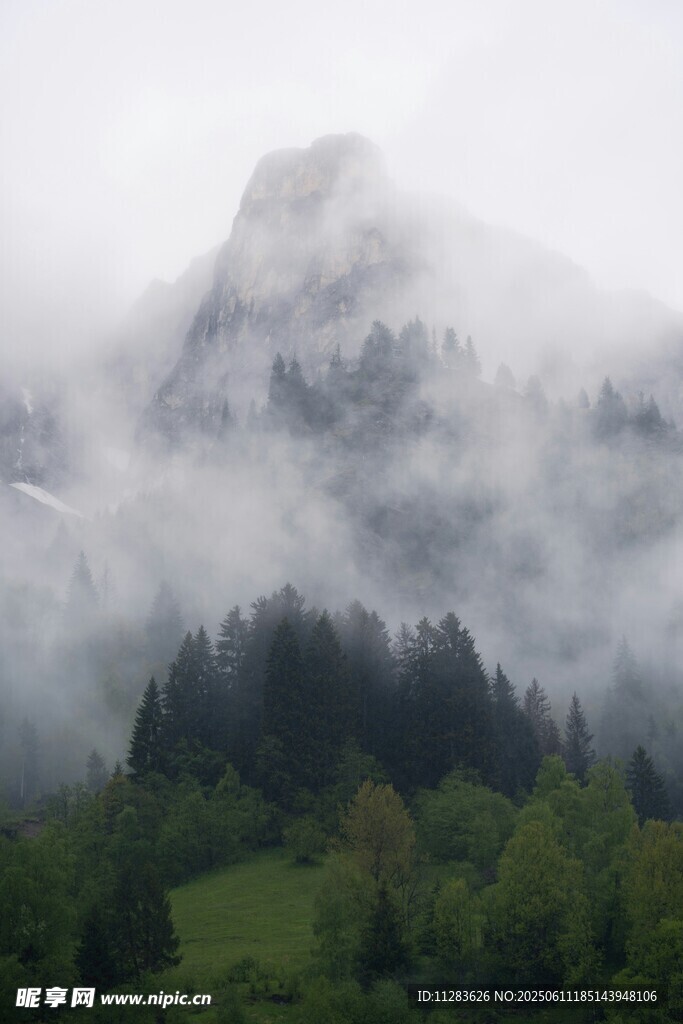 云雾缭绕的山林美景