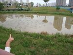 城市园林