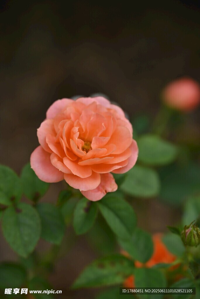 月季花